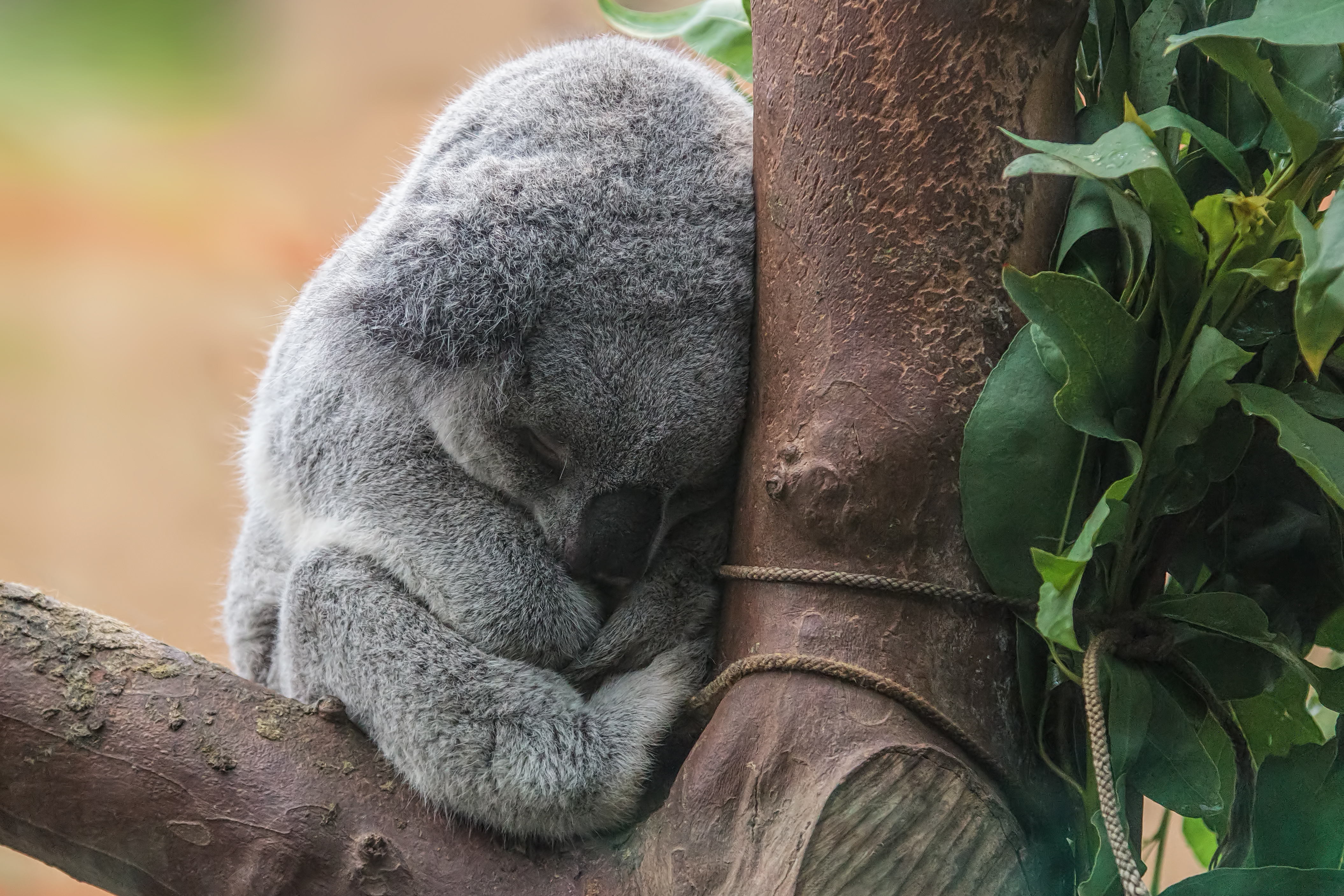 Сколько спят коалы. Коала. Спящие коалы. Грустная коала.